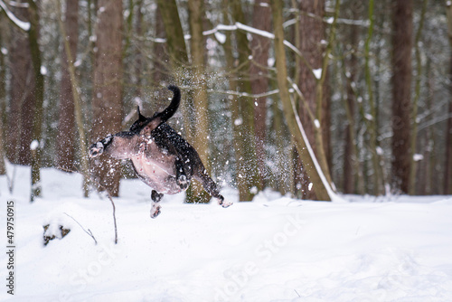 Black English Stafford dog having fun and playing in the snow 