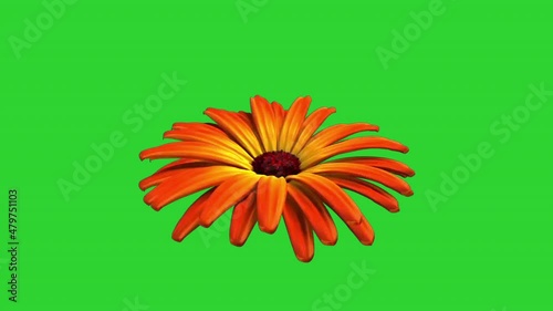 Marigold blooming orange flower on a green background, animation