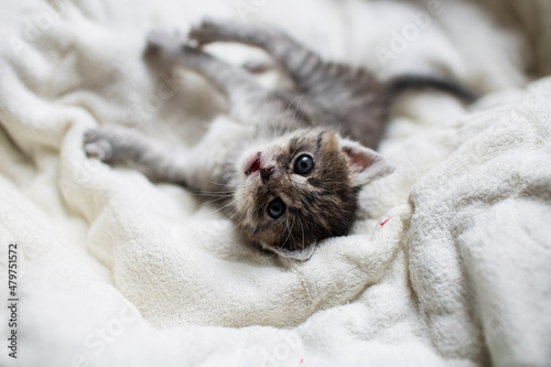 mały kotek kicia bury kot cute cat © Maciej