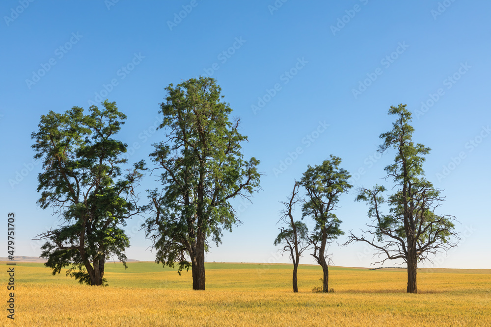 Four unique beautiful trees in a row in a corn field in Montana, USA