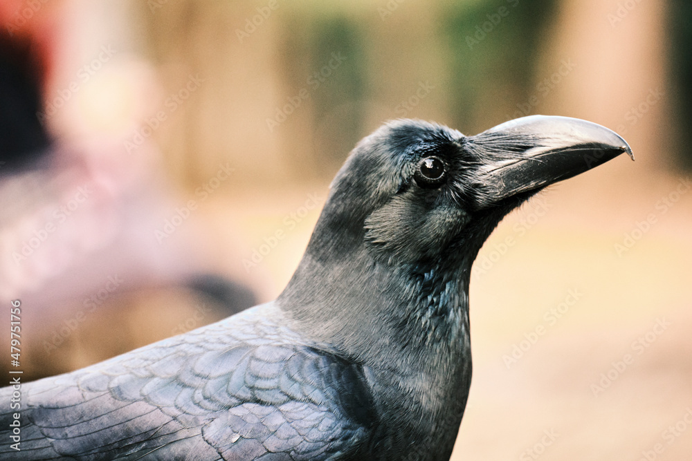 Naklejka premium 都会の公園のカラス