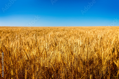 A field with ripe wheat in the summer  Montana