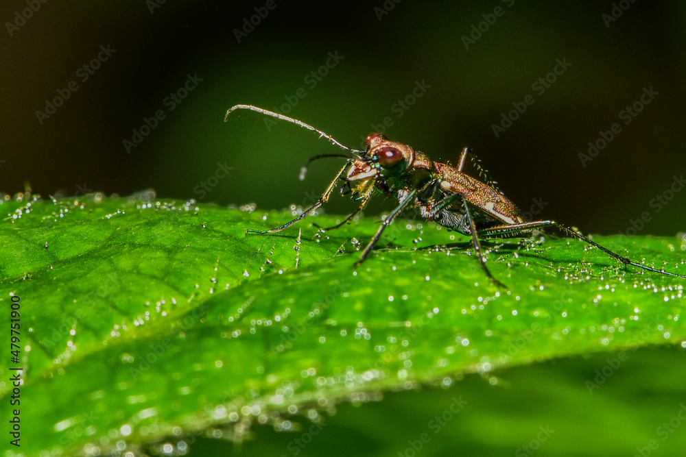Insects inhabiting wild plants: Star-spotted Tiger Beetle Insects inhabiting wild plants: Star-spotted Tiger Beetle