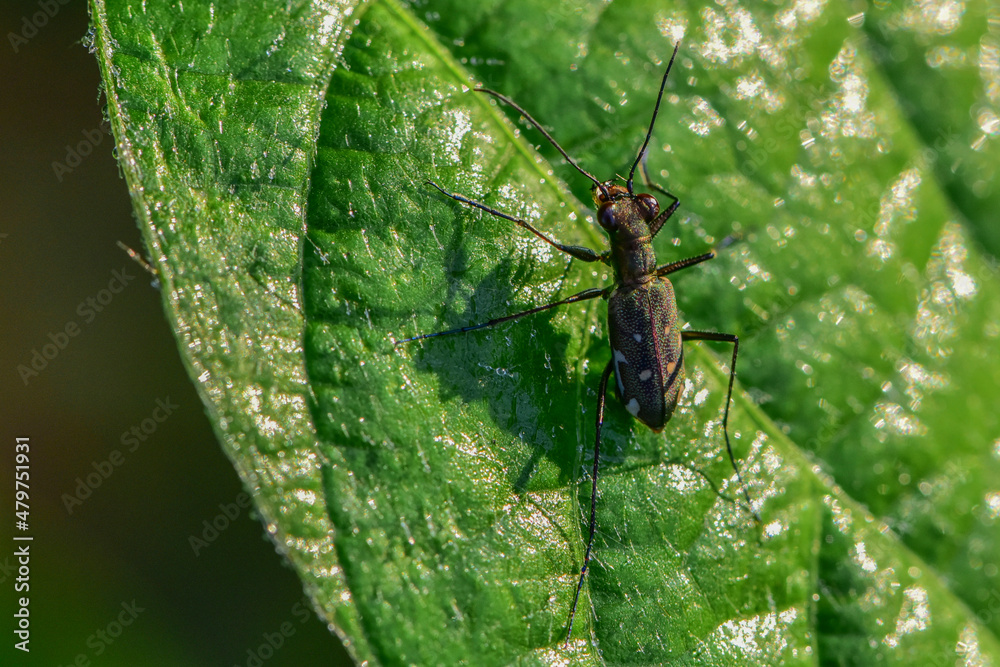 Insects inhabiting wild plants: Star-spotted Tiger Beetle
