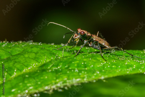 Insects inhabiting wild plants: Star-spotted Tiger Beetle © 欣谏