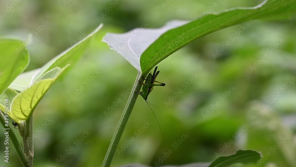A female black-kneed conehead making sounds with wings swiped
