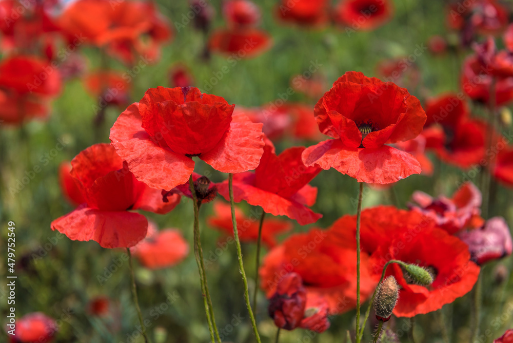 Red poppy flowers in the oil seed rape fields Red poppy flowers in the oil seed rape fields