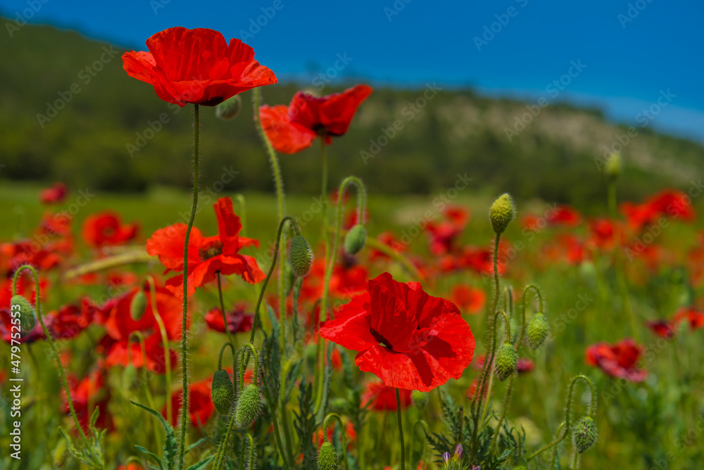 poppies in spring in may in a green field