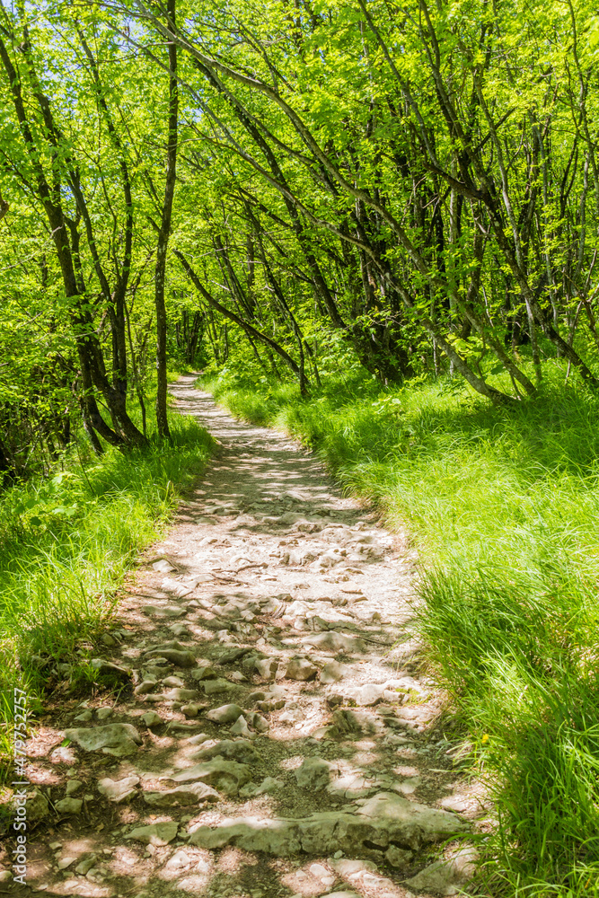 Hiking path in Plitvice Lakes National Park, Croatia