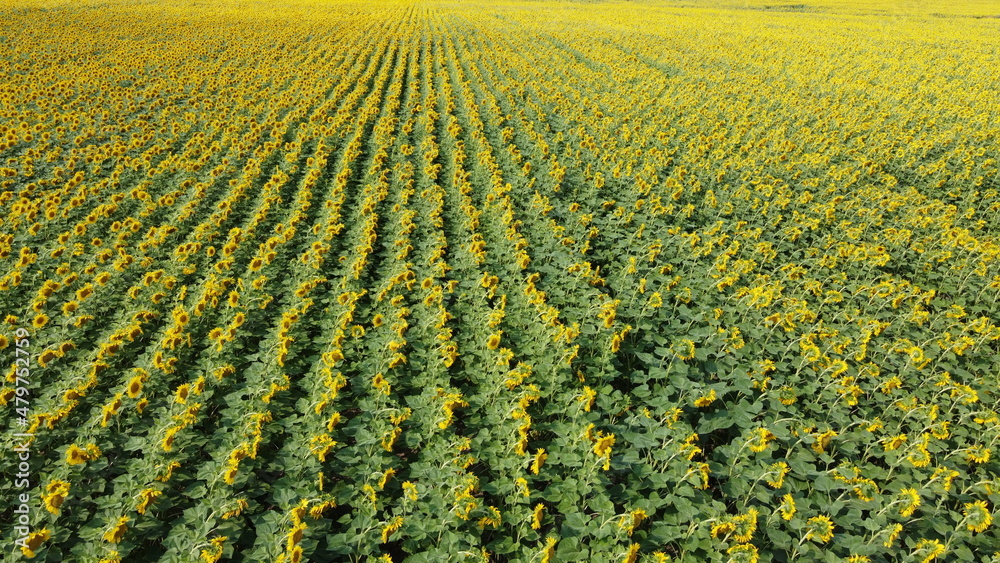 Sunflower field, top view. Sunflower plants bloom in a farmer's field.
