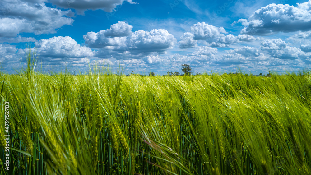 Panoramic view over beautiful farm landscape with green wheat field in closeup, Summer, at sunny day and blue cloudy sky.