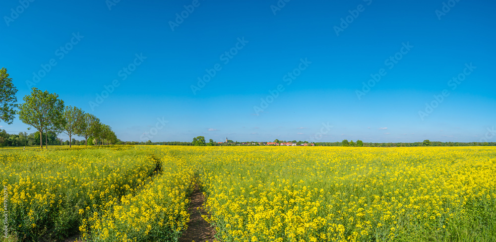 Obraz premium Panoramic view over beautiful farm countryside landscape with rapeseed yellow at blossom field, with a village at horizon in Germany, Spring, blue sky and sunny day.