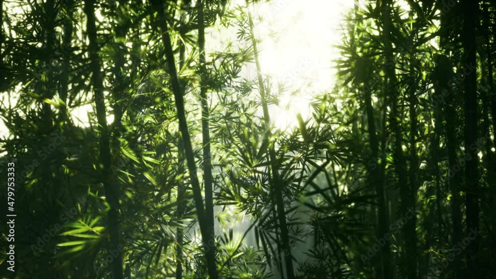Leaves of bamboo in the smokes Leaves of bamboo in the smokes