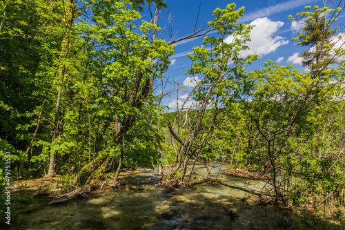 Trees in Plitvice Lakes National Park  Croatia