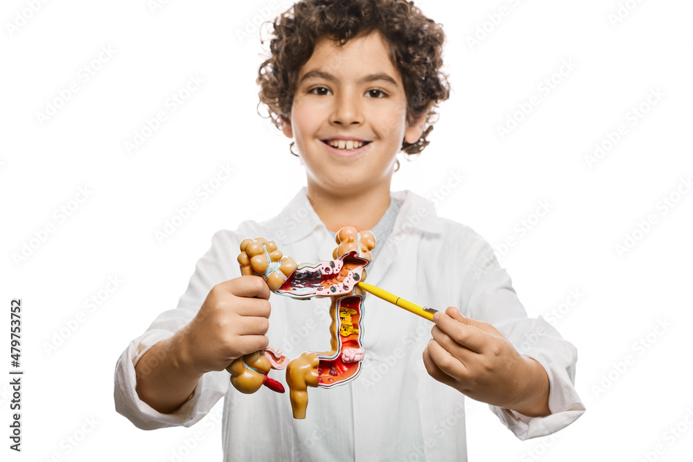 Male child during learning human anatomy, holds anatomical intestines model with pathologies in his hands, to study body structure Male child during learning human anatomy, holds anatomical intestines model with pathologies in his hands, to study body structure
