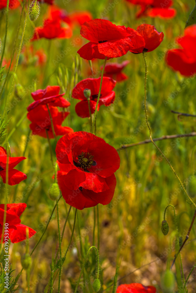 Obraz premium red poppies in spring on a sunny day among the green grass