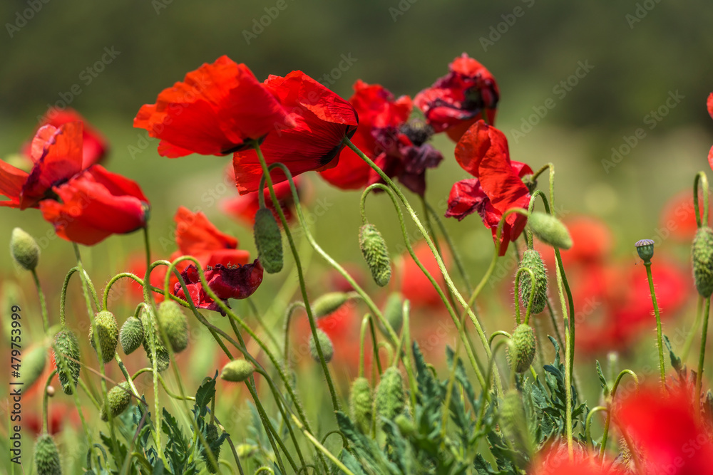 Fototapeta premium red poppies among the green grass in the summer