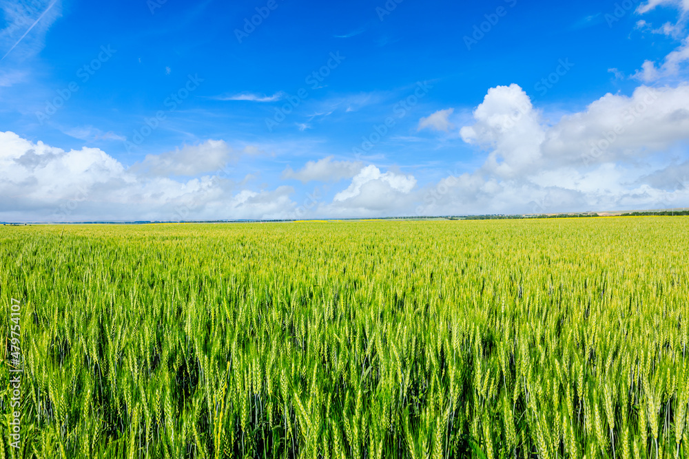 Green wheat field under blue sky. Wheat field natural landscape in spring. Green wheat field under blue sky. Wheat field natural landscape in spring.