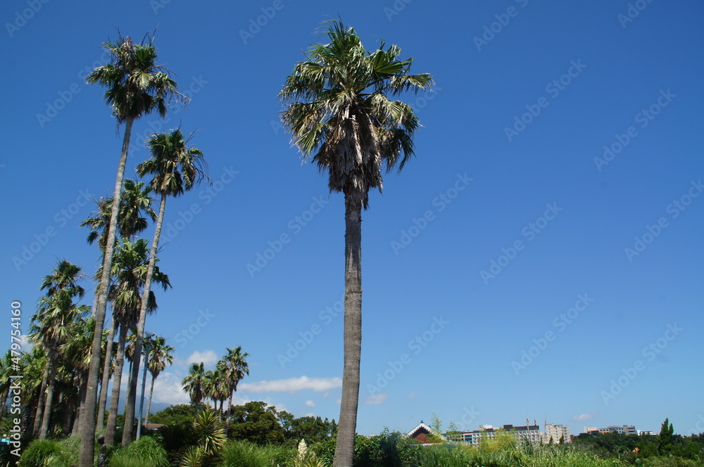 Obraz premium SONY DSC