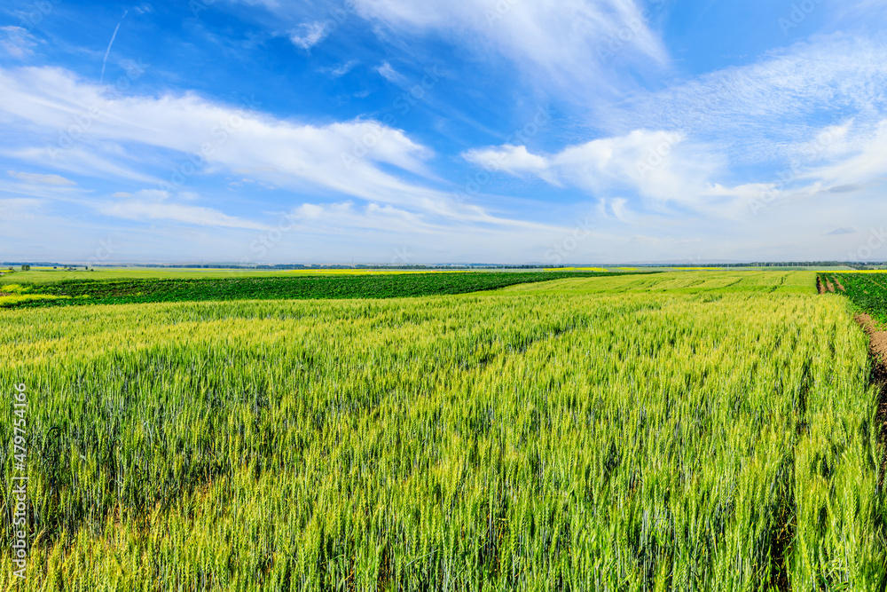 Green wheat field under blue sky. Wheat field natural landscape in spring.