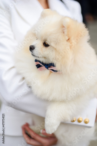 cute white pomeranian with a bow