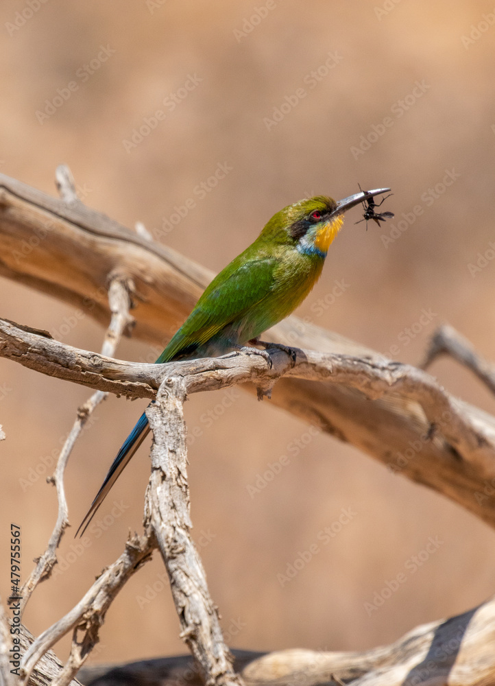 Obraz premium Swallow-tailed Bee-eater in the Kgalagadi