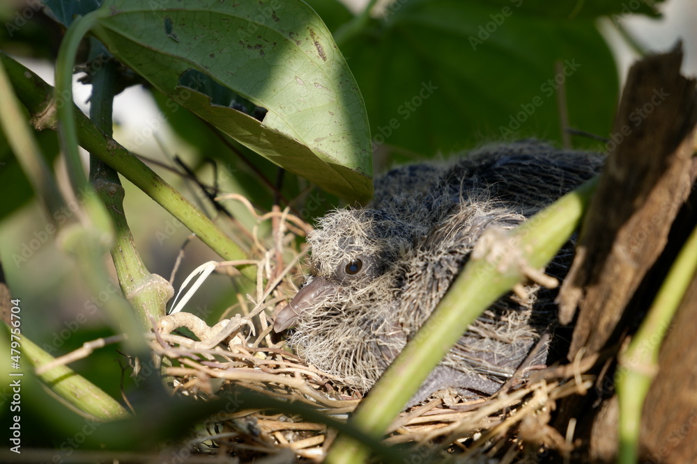 Red Collared Dove baby  in a nest 