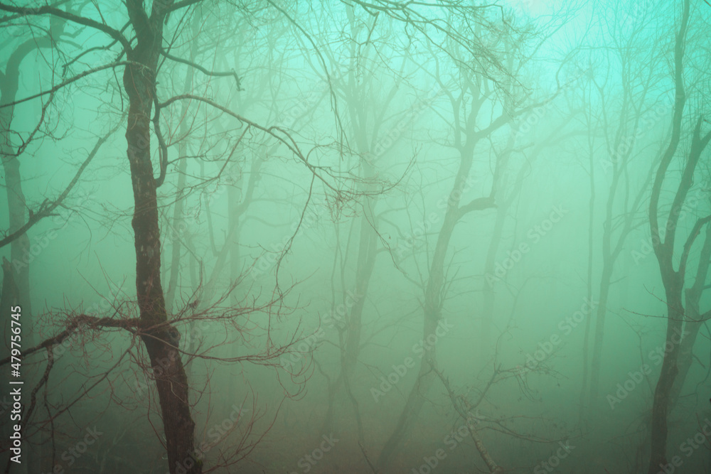 Obraz premium Fog in the winter forest - siluets of trees, branches in a mystical blue light