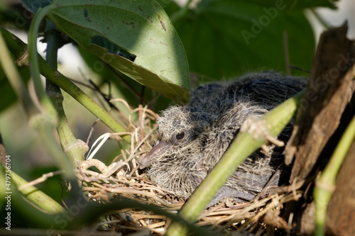Red Collared Dove baby in a nest 