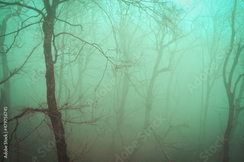 Fog in the winter forest - siluets of trees, branches in a mystical blue light photo