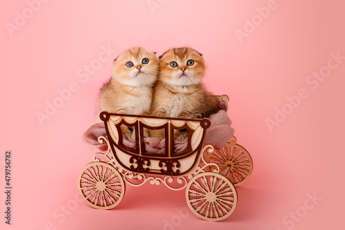 Cute Scottish straight golden shaded chinchilla (ny 11) kittens sitting in the coach on pink background. Funny kittens like a gift. A breed of domestic cat . Valentine's day, love, marriage concept. 