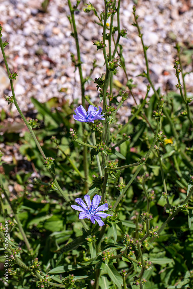 Cichorium intybus flower in meadow, close up shoot Cichorium intybus flower in meadow, close up shoot