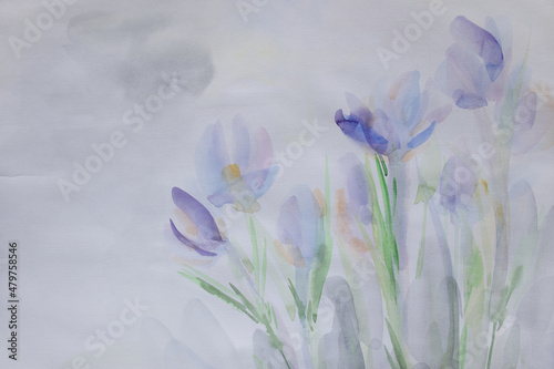 Crocuses on white background. Spring flowers. Young plant illustration. Pastel colors aquarelle. Laconic painting. Crumpled wet paper texture. Simple delicate wallpaper. Effortlessness concept.