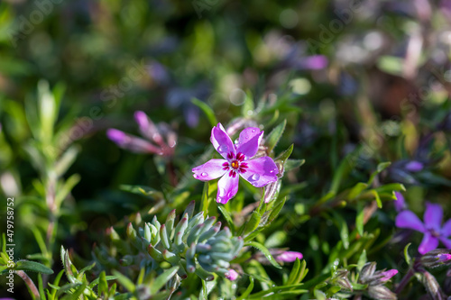 One pink Phlox subulata flower with drops after rain