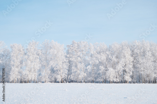winter landscape with snowy trees