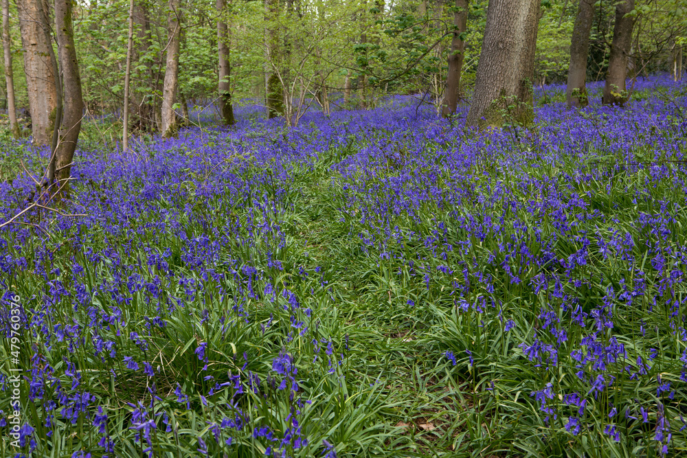 Bluebells in a UK woodland in springtime. UK wildflowers blooming in the trees. Ribble valley landscape Bluebells in a UK woodland in springtime. UK wildflowers blooming in the trees. Ribble valley landscape