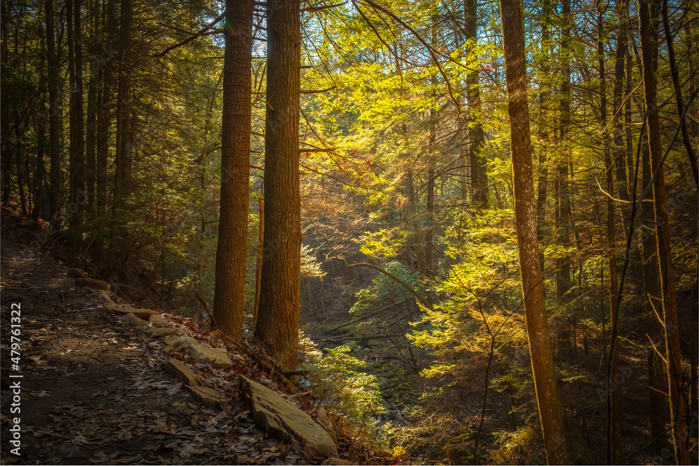 Obraz premium Early morning light filtering through the canopy of hemlocks along the Fiery Gizzard Trail on the South Cumberland Plateau in Tennessee.