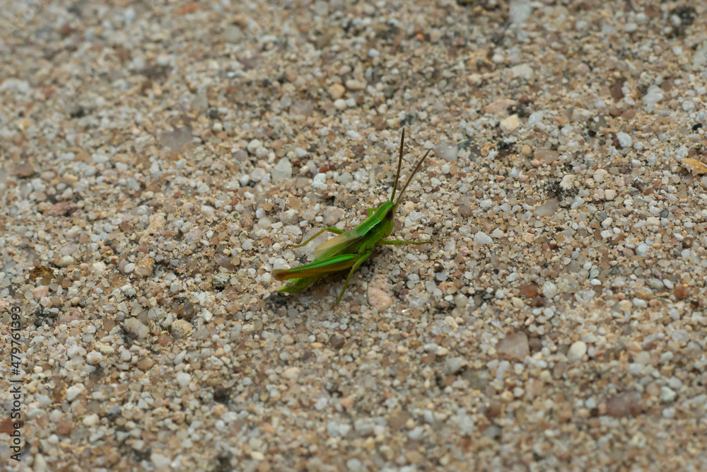 grasshopper - drumming katydid - cricket