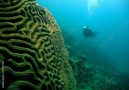 Canvas coral cerebro y buzo , isla de Aruba