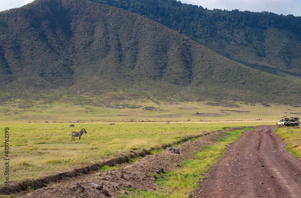 Obraz premium Herds of zebras walking in the pasture during a jeep safari in Ngorongoro Crater in Tanzania
