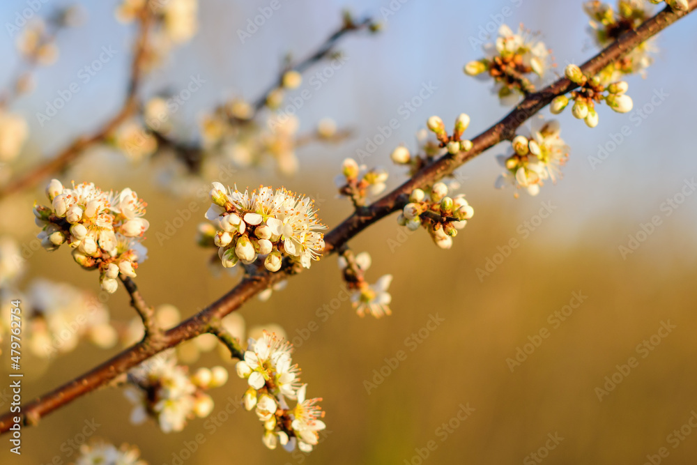Fruit tree twigs with blooming white and pink petal flowers in spring garden. Fruit tree twigs with blooming white and pink petal flowers in spring garden.