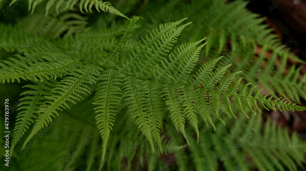  fern in the forest