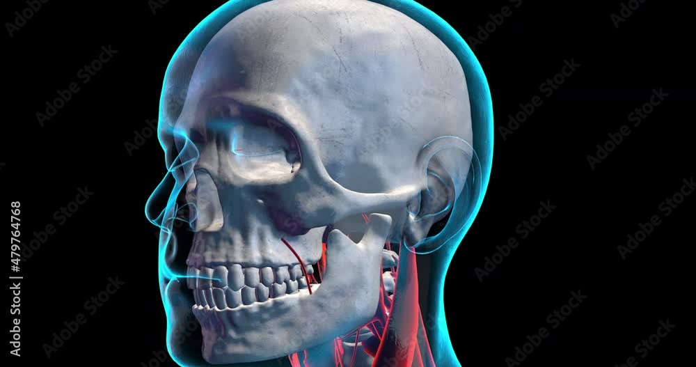 Human Head Moving Randomly. X-Ray Animation Of Skull, Nerves And Brain. Human Head Moving Randomly. X-Ray Animation Of Skull, Nerves And Brain.