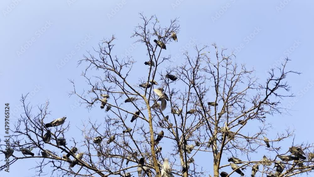 Animal Bird Pigeons on Dry Tree Animal Bird Pigeons on Dry Tree