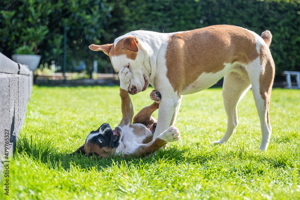 German Boxer dog and a mix dog playing together on the green grass in the garden