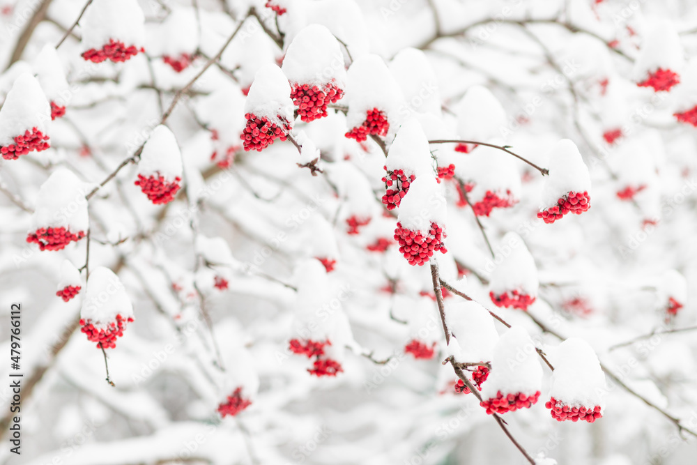bunches of mountain ash on branches in the snow bunches of mountain ash on branches in the snow