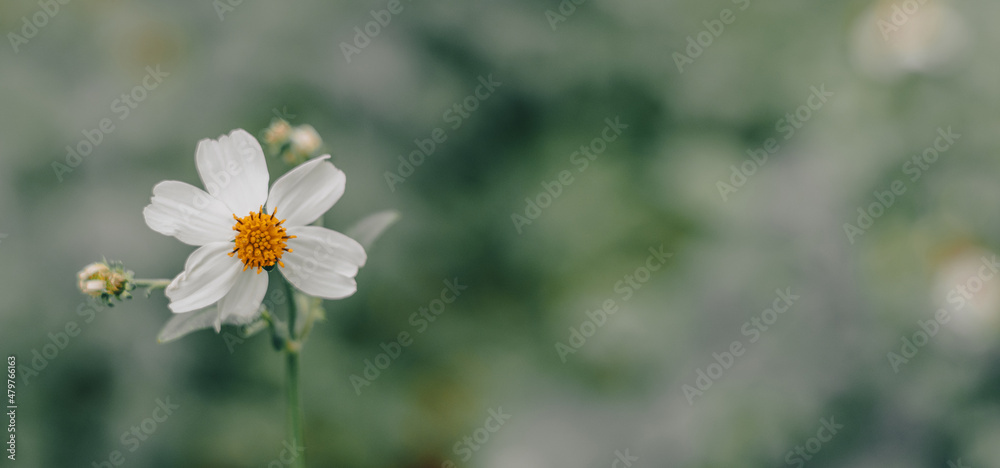 May flowers field of camomiles in garden in sunny day for wallpaper background. White and yellow chamomile daisies in meadow. Spring begins, Mother's day in summer May flowers field of camomiles in garden in sunny day for wallpaper background. White and yellow chamomile daisies in meadow. Spring begins, Mother's day in summer