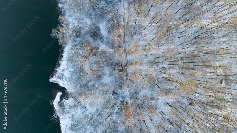 Riparian forest on the banks of the Odra River near Wroclaw, Poland