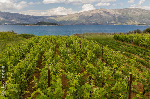 Vineyards near Lumbarda village on Korcula island  Croatia