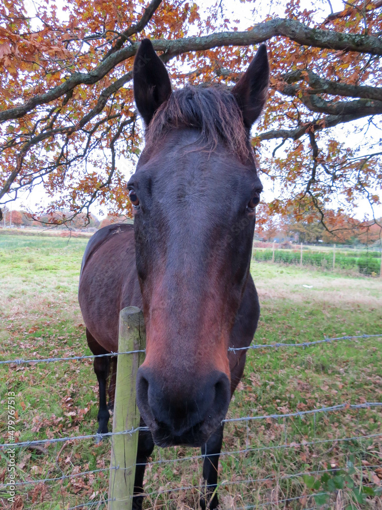 beautiful horse looking over the fence with the colours of Autumn in the background beautiful horse looking over the fence with the colours of Autumn in the background